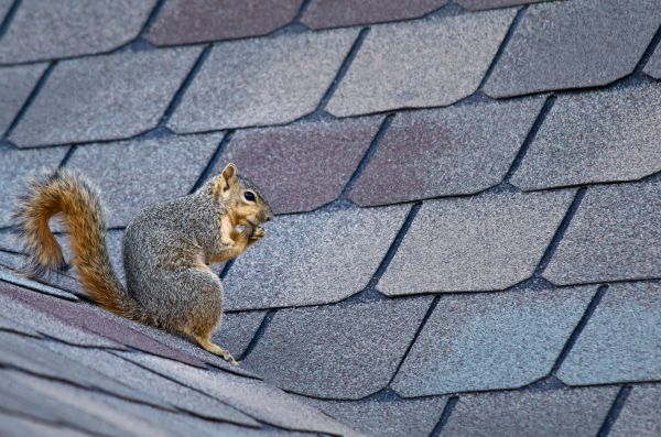 Yakima Wildlife Removal