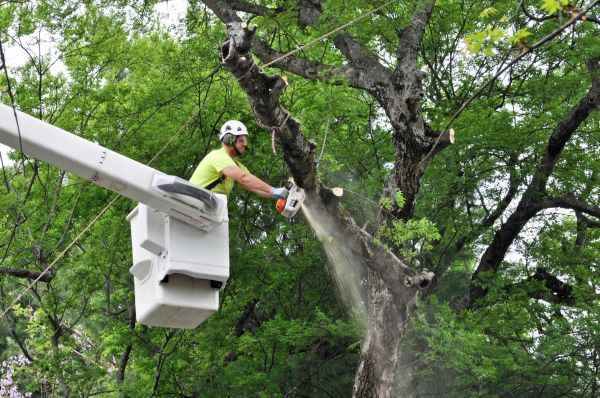 Yakima Tree Trimming