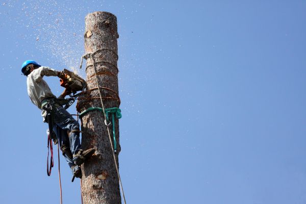 Yakima Tree Removal